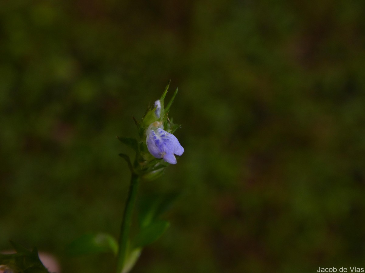 Rungia pectinata (L.) Nees